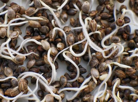 What Is The Best Way To Germinate Cannabis Seeds