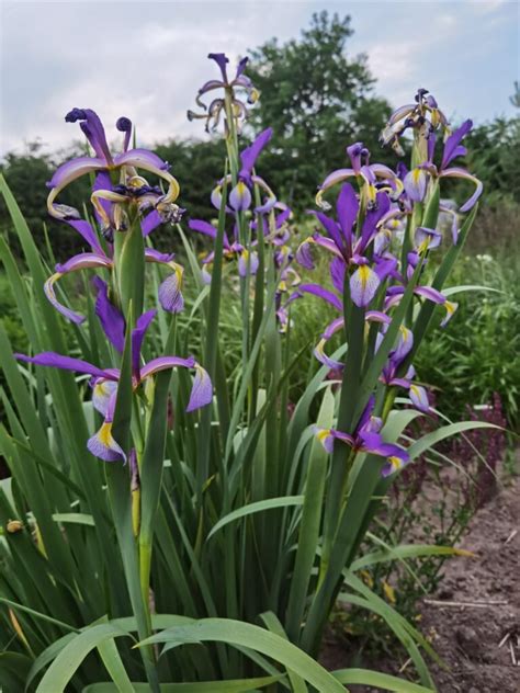 Iris spuria Farolito Gėlių Dvarelis