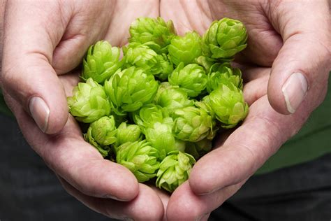 Plant Health Hop Growers Of America