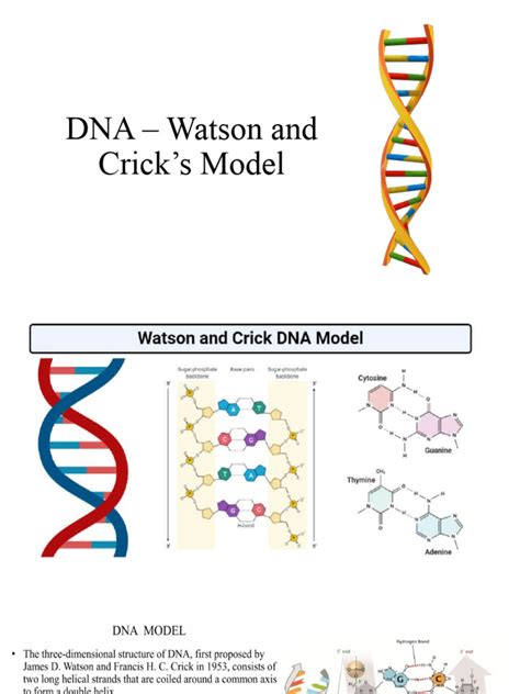 DNA model | PDF