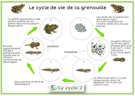 Cycle De Vie De La Grenouille Svt 6eme Le Cycle 2 Après Lécole