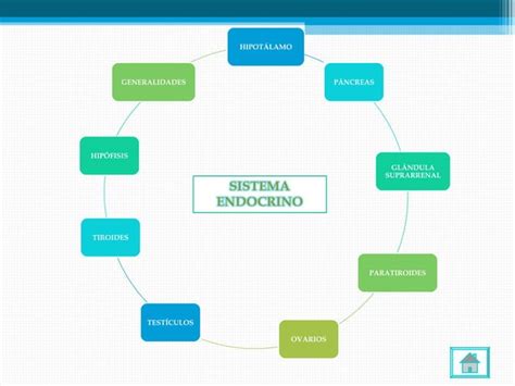 Sistema Endócrino Y Reproductivo Ppt