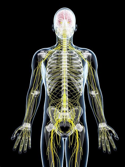 Male Nervous System Photograph By Scieproscience Photo Library Fine Art America