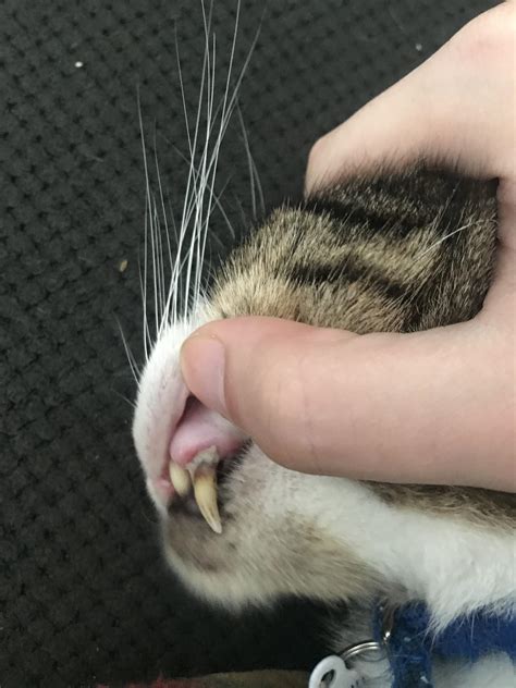 Can Bad Teeth Cause Vomiting In Cats at Caitlin Kelley blog