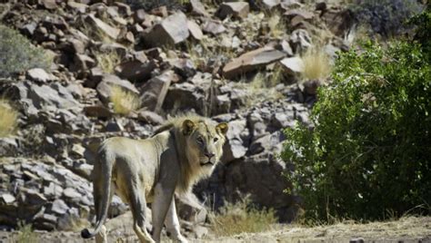 Damaraland, Namibia | Bench Africa