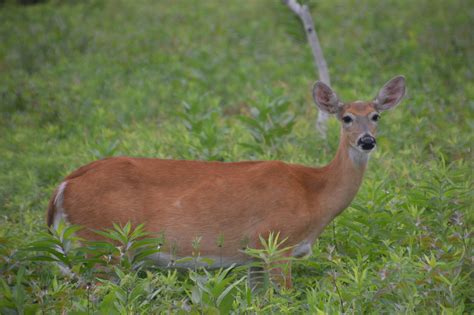 Deer 1 Year Old White Tailed Deer Sapphire Dream Photography Flickr