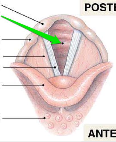Anatomy Of Phonation Flashcards Quizlet