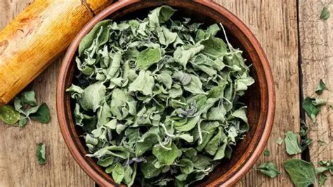 A Guide To Growing Hydroponic Oregano And Propagating Cuttings In 5