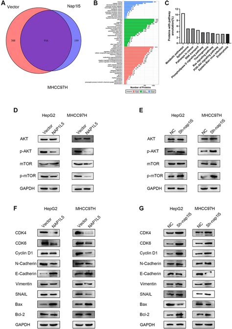 Nap1l5 Targeting Combined With Myh9 Inhibit Hcc Progression Through Pi3kaktmtor Signaling