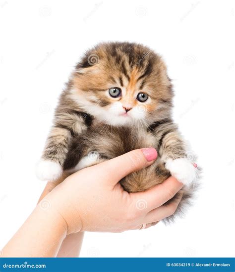 Person Hands Holding A Kitten Isolated On White Background Stock Image