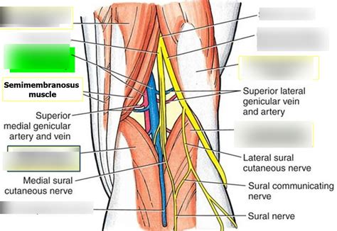 Diagram Of Popliteal Fossa Quizlet