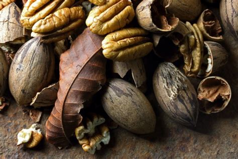 A Collection Of Pecan Nuts Leaves Free Stock Photo Public Domain