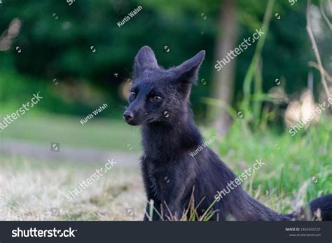 silver fox melanistic red fox stock photo  shutterstock