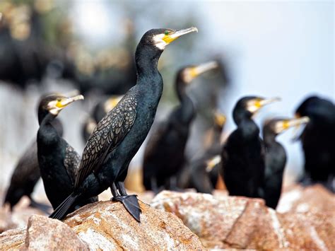 Avithera Great Cormorant