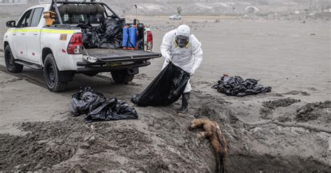 Arequipa Lobos Marinos Y Aves Mueren En Playas Por Gripe Aviar Lrsd