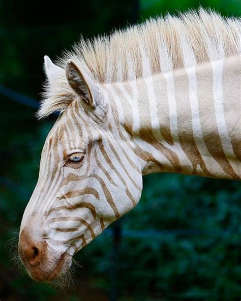 The Gorgeous Daily Albino Animals Rare Animals Rare Albino Animals