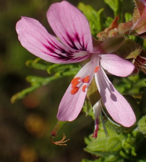 Rasp Leaf Pelargonium From Fynbos Reserve South Cape Dc South Africa