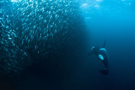 Orca Catching Herring George Karbus Photography