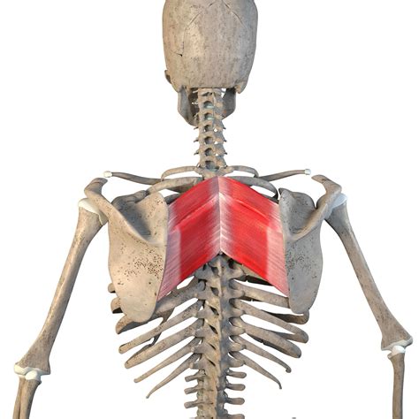 Rhomboids Origin And Insertion