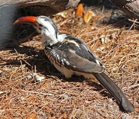 Pictures and information on Red-billed Hornbill