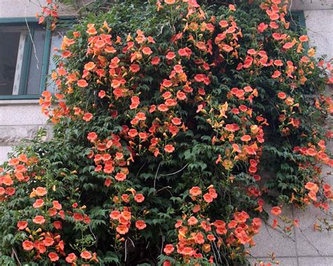 GardensOnline: Campsis grandiflora