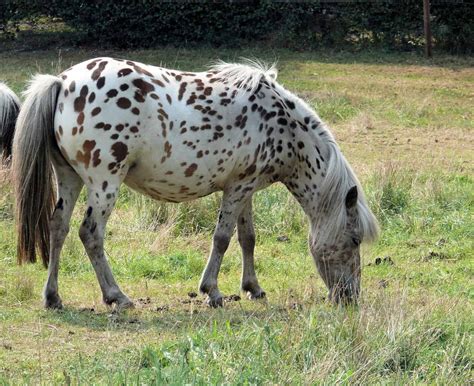 15 Spotted Horse Breeds You Should Know Seriously Equestrian