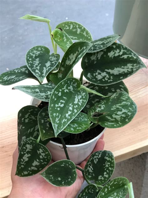 Silver Pothos Price Pothos Plant