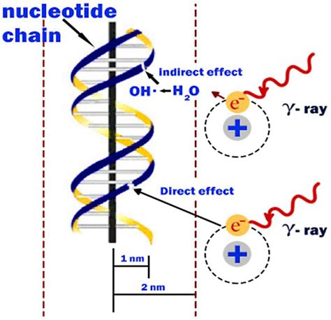 Direct And Indirect Actions Of Radiation Modified From Ref