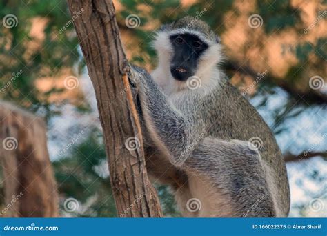 Cute Wild Animal Vervet Monkey In Zoo Stock Image Image Of Monkey