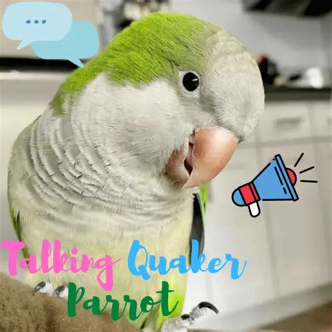 Quaker parrot care - How to care for a Monk Parakeet