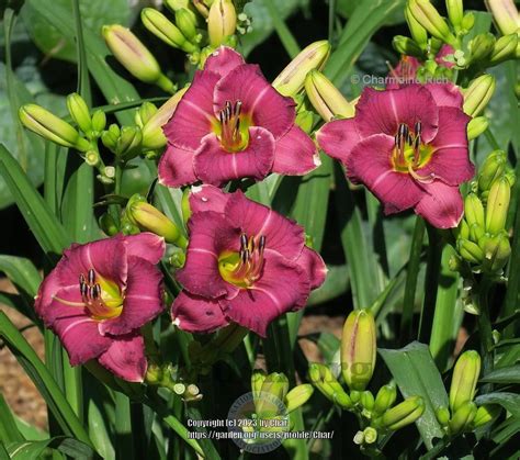 Photo Of The Entire Plant Of Daylily Hemerocallis Le Petit Saboteur