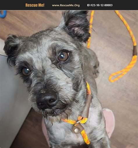 Adopt 23101200003 ~ Schnauzer Rescue ~ Pasadena Tx