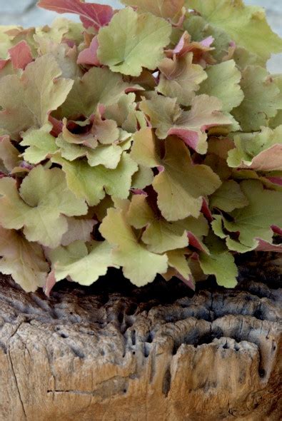 Heuchera Caramel Purperklokje Bloemenpark Appeltern