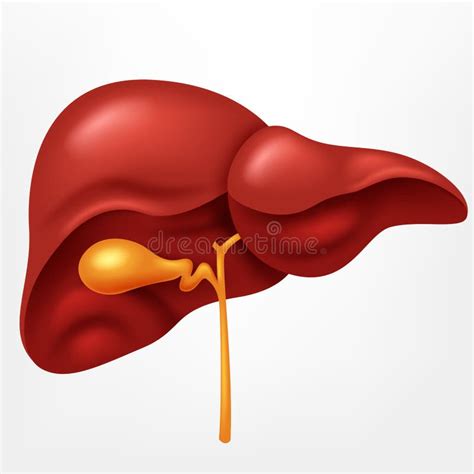 Hígado Humano En El Ejemplo Del Sistema Digestivo Ilustración del