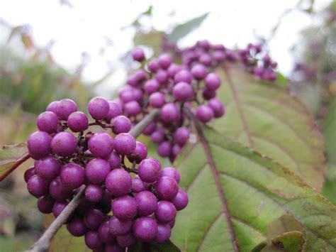 Fotos Gratis Rbol Naturaleza Rama Flor Fruta Baya Hoja Comida