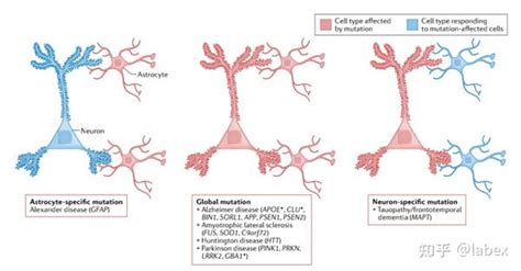 星形胶质细胞在神经退行性疾病的功能障碍、风险和进展中的作用 知乎