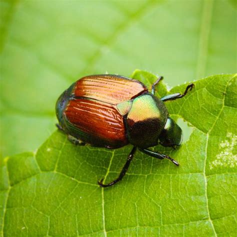 Grubs Signs Symptoms And Prevention