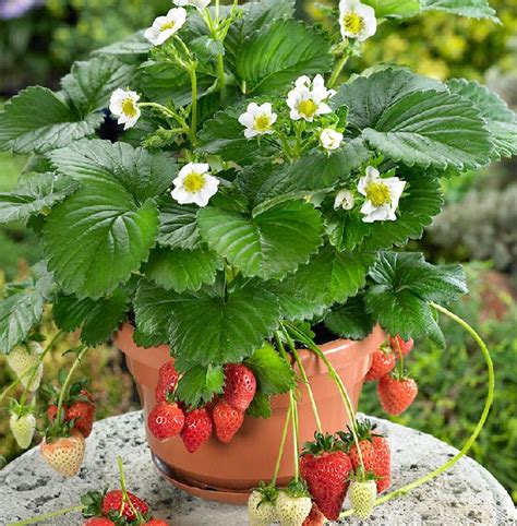 Most Productive And Easy To Grow Fruits To Grow In Pots Gardening Viral