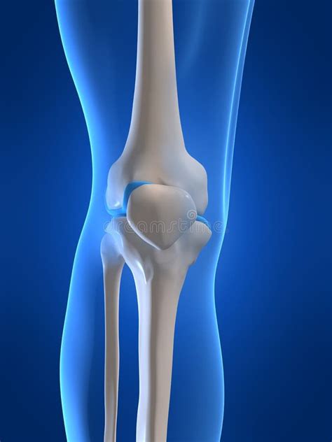 Menschliches Knie Stock Abbildung Illustration Von Anatomisch