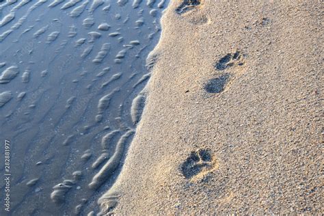 Fu Abdr Cke Im Sand Am Meer Foto De Stock Adobe Stock