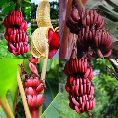 Buy S Garden Rare Dwarf Tissue Culture Red Banana Musa Acuminata Red