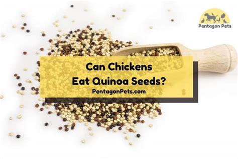 Can Chickens Eat Quinoa Is It Safe Pentagon Pets