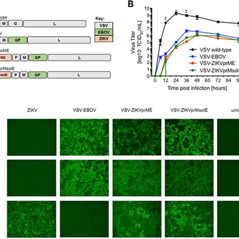 Design And In Vitro Characterization Of Vsv Zikv Vaccines A Genome