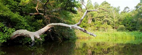 Ashley River American Rivers