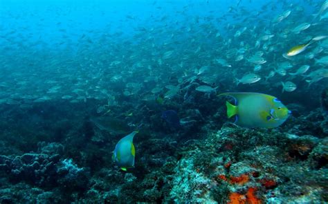 Parque Estadual Marinho Da Pedra Da Risca Do Meio Dive Site Padi