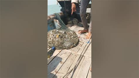 Mancing Di Laut Jaring Ikan Dilaut Jaring Di Laut Cirebon Dapaat Berbagai Macam Ikan Udang