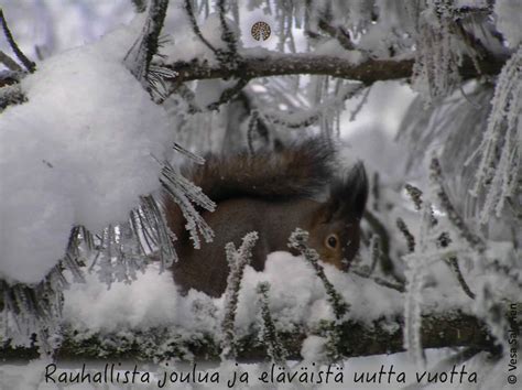 L Mmin Kiitos Tukijoille Ja Iloa Tulevaan Vuoteen Luonnonperint S Ti