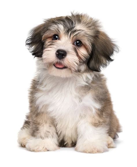 A Beautiful Sitting White Spotted Havanese Puppy Dog Stock Image Image