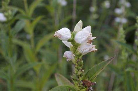 Turtlehead - Watching for WildflowersWatching for Wildflowers