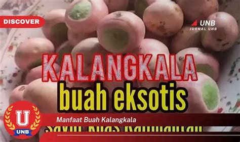 Temukan 6 Manfaat Buah Kalangkala Yang Jarang Diketahui